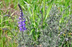 Lupinus longifolius