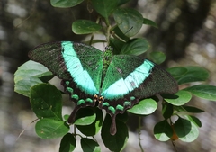Papilio palinurus