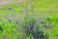 Lupinus longifolius