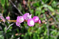 Sidalcea sparsifolia