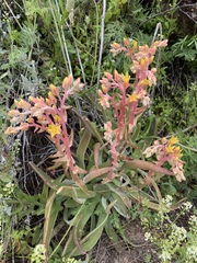 Dudleya saxosa collomiae