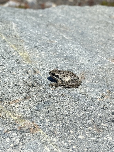 iNaturalist observation photo of Pacific chorus frog