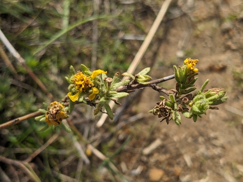 Image of Deinandra corymbosa by (c) P Holroyd, some rights reserved (CC BY)