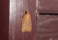 Planotortrix excessana