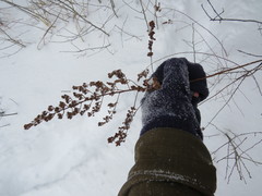 Spiraea alba latifolia