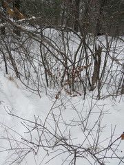 Spiraea alba latifolia