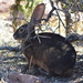 Black Jackrabbit - Photo (c) marioleal85, some rights reserved (CC BY-NC), uploaded by marioleal85