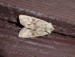 Ichneutica averilla