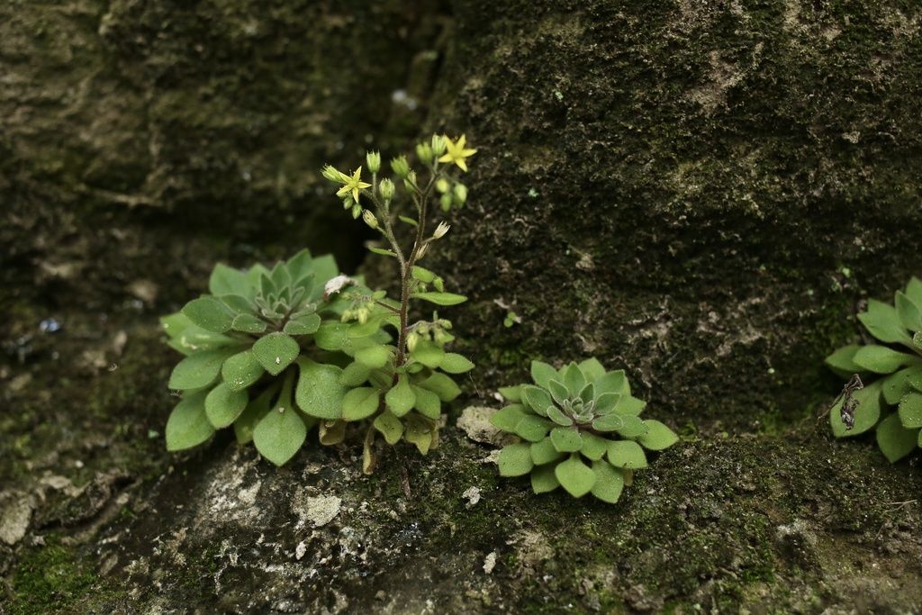 Sedum stellariifolium