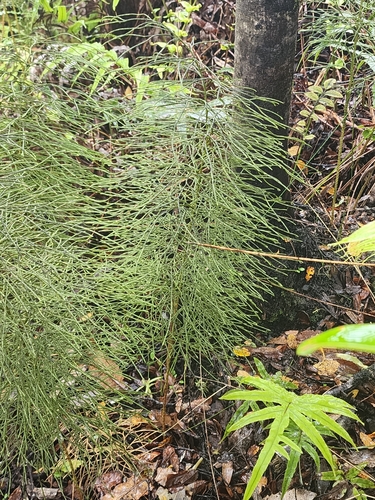 Pseudolycopodium densum observed 2023-11-22