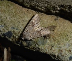 Ichneutica averilla