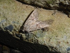 Ichneutica averilla