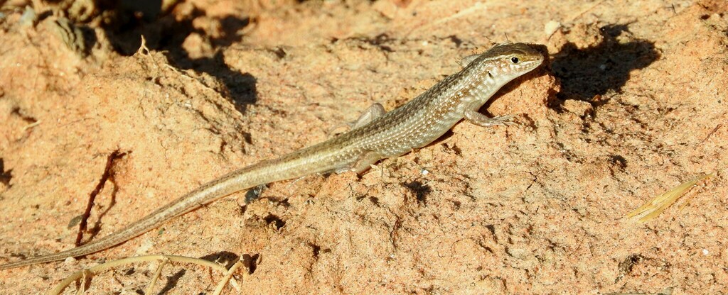 Stony Downs Ctenotus