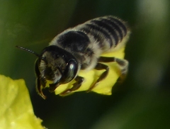 Megachile brevis
