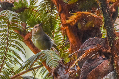 Regent Whistler photo 1