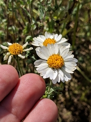 Layia pentachaeta albida