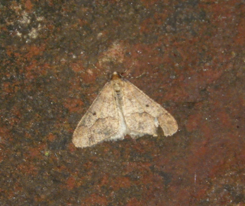 Mottled Umber photo 5
