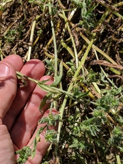 Layia pentachaeta albida