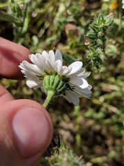Layia pentachaeta albida