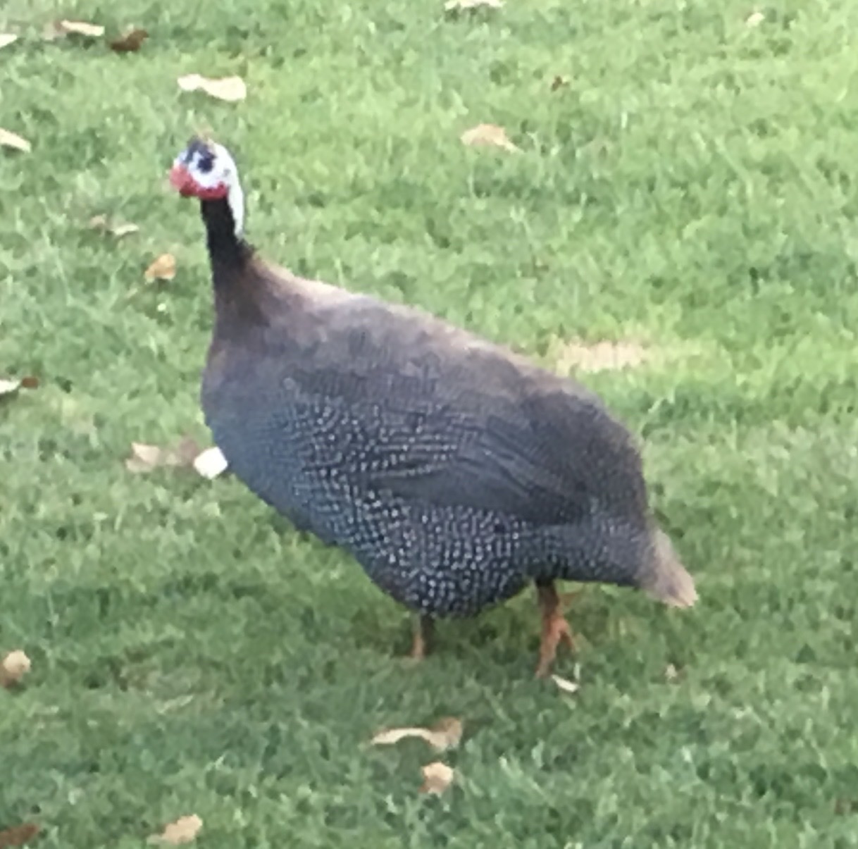 Helmeted Guineafowl