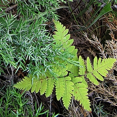 Gymnocarpium jessoense