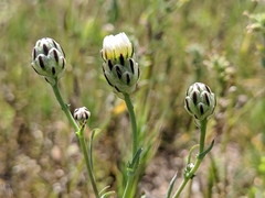 Malacothrix coulteri