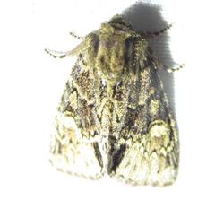 Phosphila turbulenta