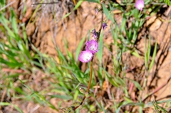 Sidalcea sparsifolia