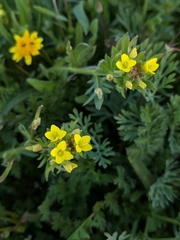 Tropidocarpum gracile