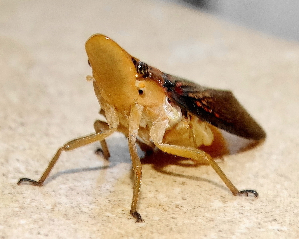 Duckbill Lantern Bugs