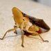Duckbill Lantern Bugs - Photo (c) Peter Vos, some rights reserved (CC BY-NC), uploaded by Peter Vos