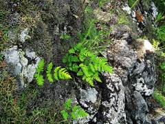 Gymnocarpium jessoense