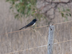 Rhipidura leucophrys