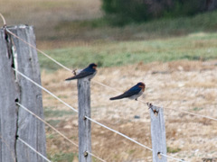 Hirundo neoxena