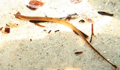 Pugnaso curtirostris