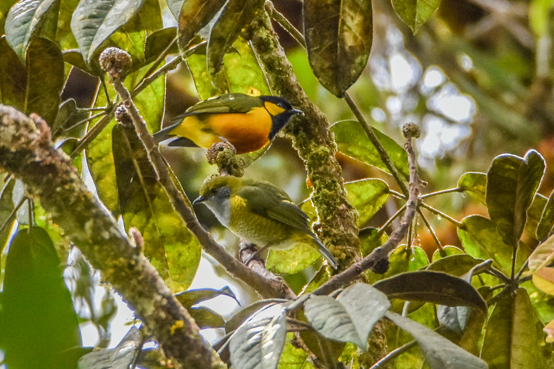 Tit Berrypecker (Oreocharis arfaki), photo 1