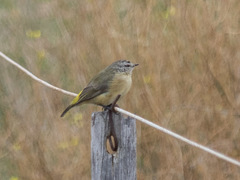 Acanthiza chrysorrhoa