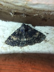 Metalectra diabolica