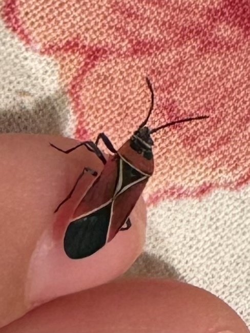 White-crossed Seed Bug in November 2023 by Jeannine Carter · iNaturalist