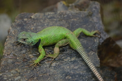 Sceloporus adleri