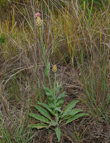Image of Rhaponticum australe by (c) Greg Tasney, some rights reserved (CC BY-SA)