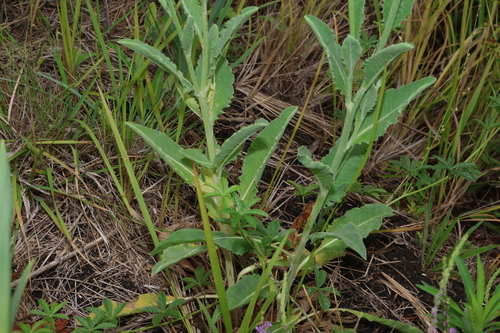 Image of Rhaponticum australe by (c) Greg Tasney, some rights reserved (CC BY-SA)