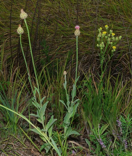 Image of Rhaponticum australe by (c) Greg Tasney, some rights reserved (CC BY-SA)