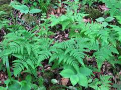 Gymnocarpium jessoense