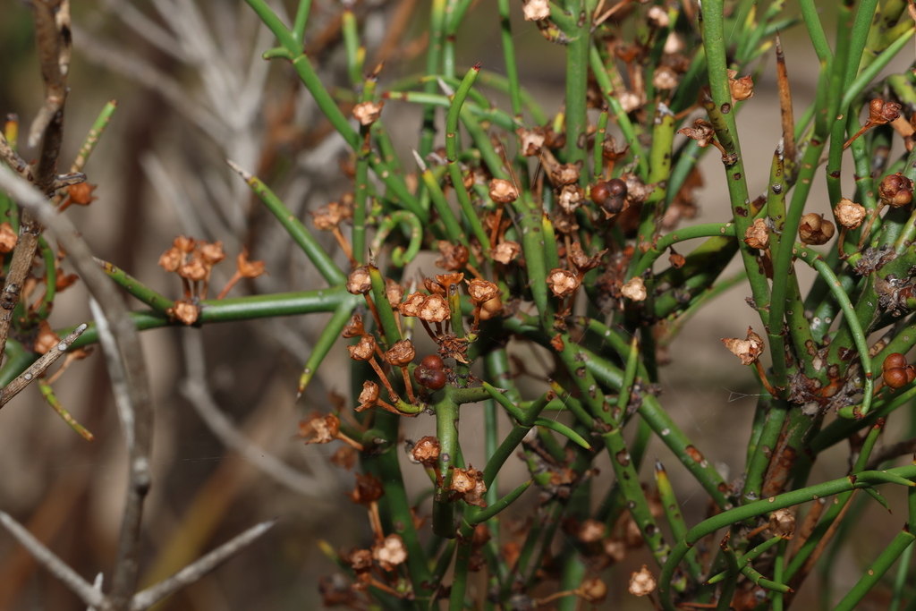 Australian anchor plant from Allora QLD 4362, Australia on November 22
