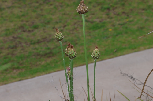 Image of Rhaponticum australe by (c) Greg Tasney, some rights reserved (CC BY-SA)