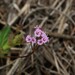 Boerhavia dominii - Photo (c) Greg Tasney,  זכויות יוצרים חלקיות (CC BY-SA), הועלה על ידי Greg Tasney