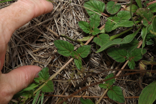 Image of Boerhavia dominii by (c) Greg Tasney, some rights reserved (CC BY-SA)