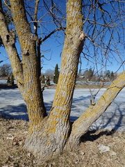 Acer negundo violaceum