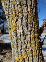 Acer negundo violaceum